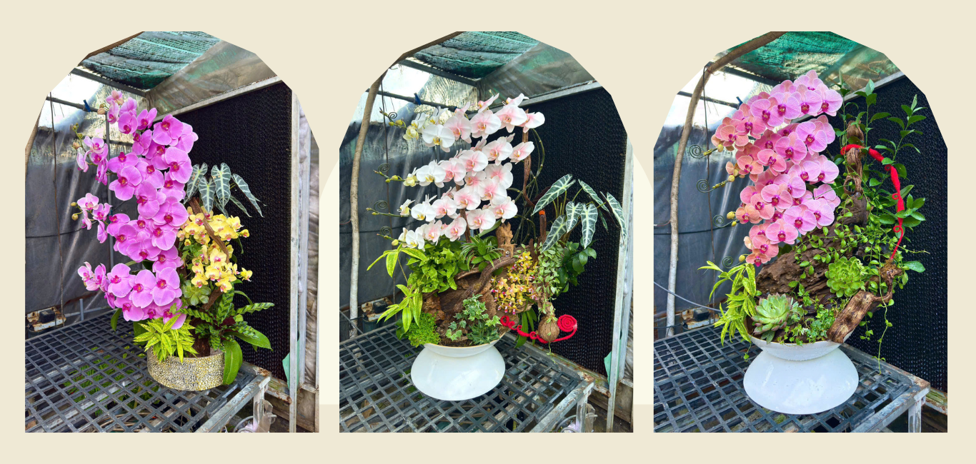 HỒ ĐIỆP GIÁ RẺ SÀI GÒN_FREE SHIP HCM