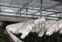 Cách lựa chọn giống hồ điệp phù hợp từng điều kiện khí hậu trong nước ta 