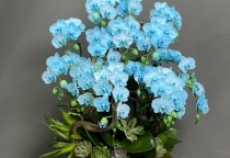 HỒ ĐIỆP GHÉP NHIỀU MÀU tại web Hồ Điệp Đẹp Sài Gòn 