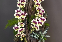 Hồ điệp ghép lũa tăng giá trị thẩm mỹ, độc đáo , mới lạ 