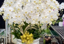 Hoa lan hồ điệp trắng được ưu chuộng tại sao?