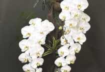 Phong trào lan hồ điệp design trên lũa gỗ hồ điệp đẹp sài gòn