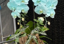 Hồ điệp nhuộm và những màu sắc hiện đại đang thịnh hành 