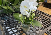 Phân biệt giá trị hoa lan hồ điệp dựa trên màu sắc, kích thước hoa, số hoa, số nhánh và độ bền khi chưng 