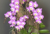 Hồ Điệp Ghép Lũa tại web Hồ Điệp Đẹp Sài Gòn 