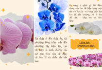 Lan Hồ Điệp Trong Văn Hóa Các Nước 