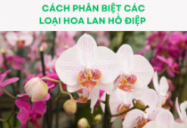 Hoa hồ điệp Sài Gòn gợi ý cho bạn cách phân biệt hoa lan Hồ Điệp dễ dàng nhất