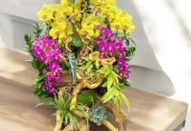 Top Mẫu Hoa Lan Hồ Điệp Giá Rẻ Ở HCM – Đẹp Sang, Giá Mềm, Giao Nhanh