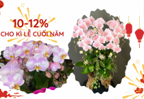 Sổ tay dành cho người mới bắt đầu sưu tầm hoa lan Hồ Điệp 