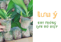Mẹo hàng đầu để chăm sóc cây lan Hồ Điệp