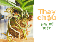 Cách thay chậu lan hồ điệp đúng cách, cây mau phục hồi