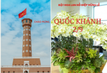 GIÁ HOA LAN HỒ ĐIỆP DỊP LỄ 2/9 TẠI SÀI GÒN. HOA CHÚC MỪNG LỄ 2/9 