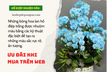 HỒ ĐIỆP NHUỘM 