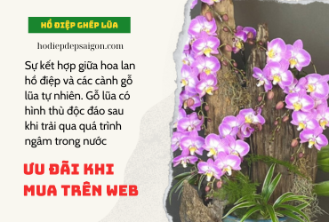 HỒ ĐIỆP GHÉP LŨA