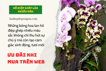 HỒ ĐIỆP NHIỀU MÀU