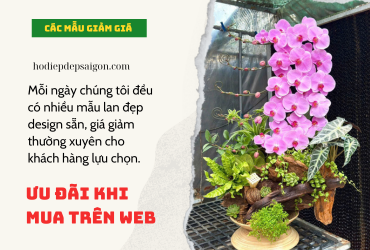 HỒ ĐIỆP ĐẸP GIÁ RẺ MỖI NGÀY  