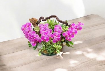 Hồ điệp để bàn giá rẻ 