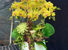 Hồ điệp mimi vàng ghép lũa 6/6/25