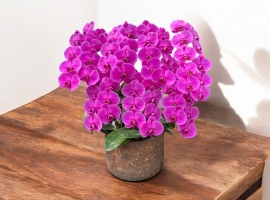 Hồ điệp tím để bàn 6/6/25