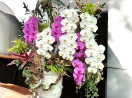 10 cành hồ điệp trắng, tím phối tiểu cảnh lũa, môn quan âm, dúa hồng phụng, cỏ lan chi, chậu sứ trắng