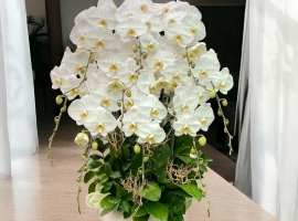 10 cành hồ điệp trắng phối lá chanh trong chậu sứ trắng tròn 