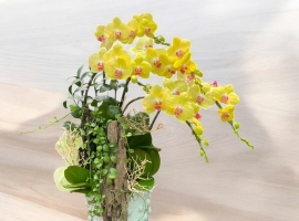 5 cành hồ điệp vàng mini phối lũa và đô la treo trong chậu sứ