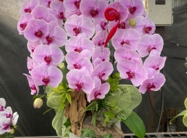 Chậu hồ điệp hồng nhụy tím phối nơ, lũa | ĐẶT HOA HỒ ĐIỆP SÀI GÒN 
