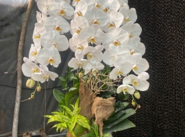 Chậu hồ điệp trắng size đại 3 cành, phối lũa, cao 45cm