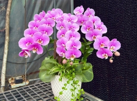 Chậu hồ điệp Anna 3 cành siêu hoa, cắm lá chanh, cỏ lan chi | ĐẶT HOA HỒ ĐIỆP SÀI GÒN 