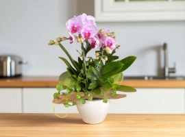 Hồ điệp tiểu để bàn màu hồng nhiều nụ | ĐẶT HOA HỒ ĐIỆP SÀI GÒN 