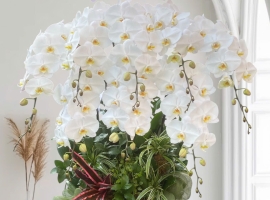 Chậu hồ điệp hoa trắng siêu to. 