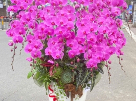 Chậu 20 bông hồ điệp màu hồng, cao 60-80cm design