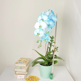 HỒ ĐIỆP NHUỘM XANH DƯƠNG NHÁNH ĐƠN