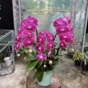 HỒ ĐIỆP TÍM ĐẬM 3 CÀNH ĐƠN