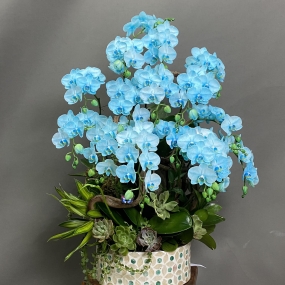 HỒ ĐIỆP MINI NHUỘM XANH 