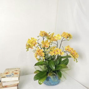 HỒ ĐIỆP MINI VÀNG