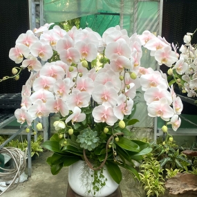 HỒ ĐIỆP NHUỘM NHỤY HỒNG 