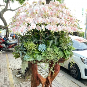 HỒ ĐIỆP NHUỘM NHỤY HỒNG PHỐI CÂY TIỂU CẢNH