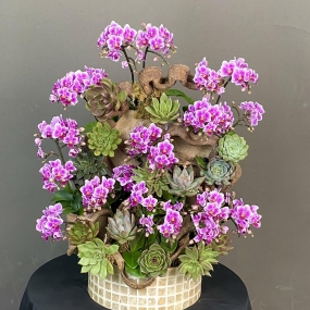 HỒ ĐIỆP MINI TÍM PHỐI SEN ĐÁ, LŨA