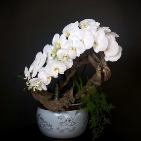 HỒ ĐIỆP HOA TRẮNG GHÉP LŨA 