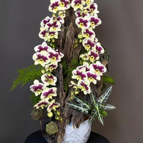 HỒ ĐIỆP MINI GHÉP LŨA