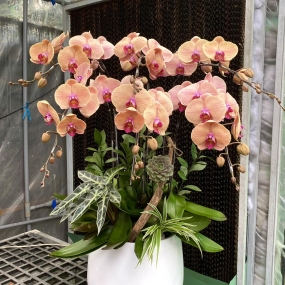 HỒ ĐIỆP SIZE TRUNG MÀU CAM