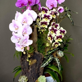 LAN HỒ ĐIỆP 4 MÀU GHÉP LŨA 