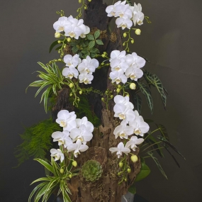 HỒ ĐIỆP TRẮNG GHÉP LŨA