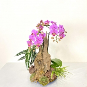 HỒ ĐIỆP TÍM MINI GHÉP LŨA