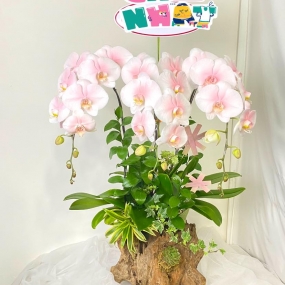 HỒ ĐIỆP CẮM TRÊN CHẬU LŨA