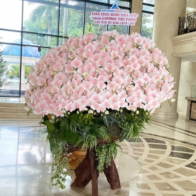 HỒ ĐIỆP NHUỘM HỒNG PHẤN 