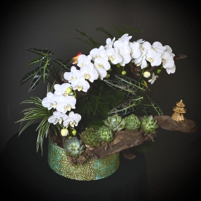 HỒ ĐIỆP TRẮNG MINI GHÉP LŨA TIỂU CẢNH