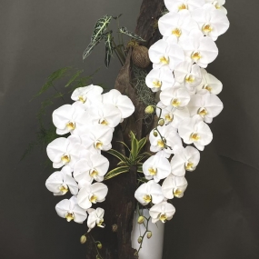 HOA LAN HỒ ĐIỆP TRẮNG GHÉP LŨA (2 CÀNH) 