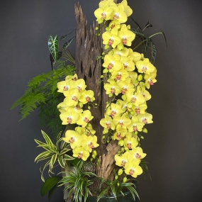 HỒ ĐIỆP VÀNG MINI GHÉP LŨA 